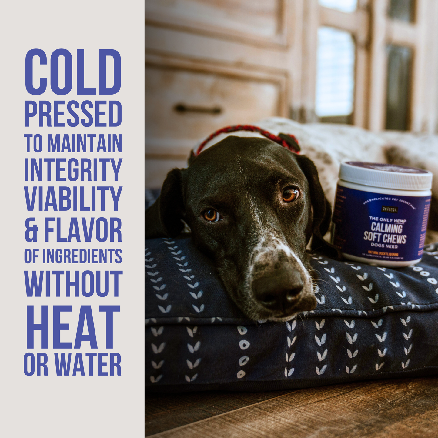 The Only Hemp Calming Soft Chews Dogs Need: 120 count jar